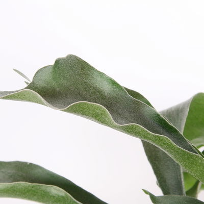 Geweihfarn, Ampeltopf-Ø 18 cm, Höhe ca. 35 cm