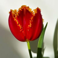 Tulpe zweifarbig, vorgetrieben, Topf-Ø 15 cm, 3 Pflanzen