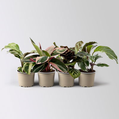 Calathea Mini Mix zufällig, Topf-Ø 7 cm, Höhe ca. 10-15 cm, 4 Pflanzen Calathea Mini Mix zufällig, Topf-Ø 7 cm, Höhe ca. 10-15 cm, 4 Pflanzen