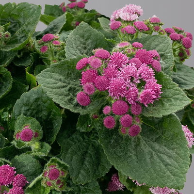 Leberbalsam rosa, Topf-Ø 12 cm, 6er-Set