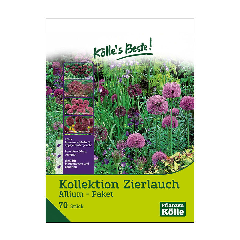 Zierlauch-Kollektion 70 Alliumzwiebeln