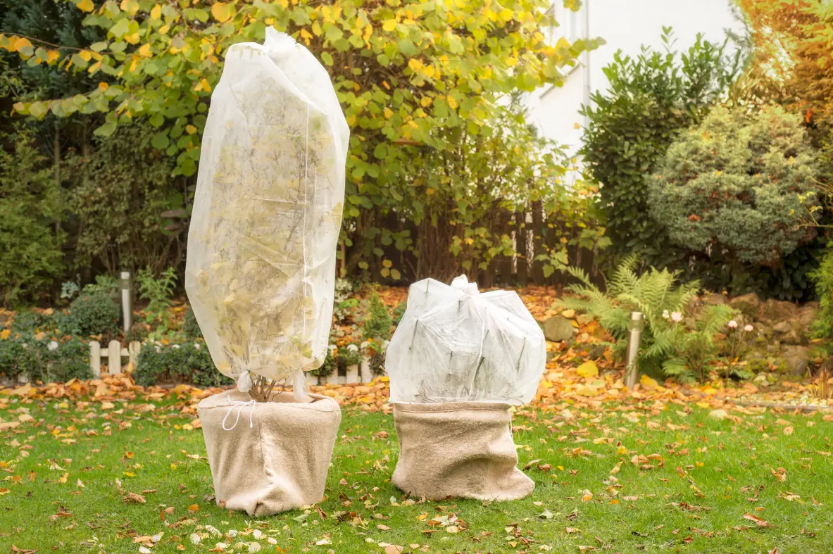 Kübelpflanzen mit Topfmantel und Winterschutzabdeckung abgedeckt für den Schutz vor Frost.