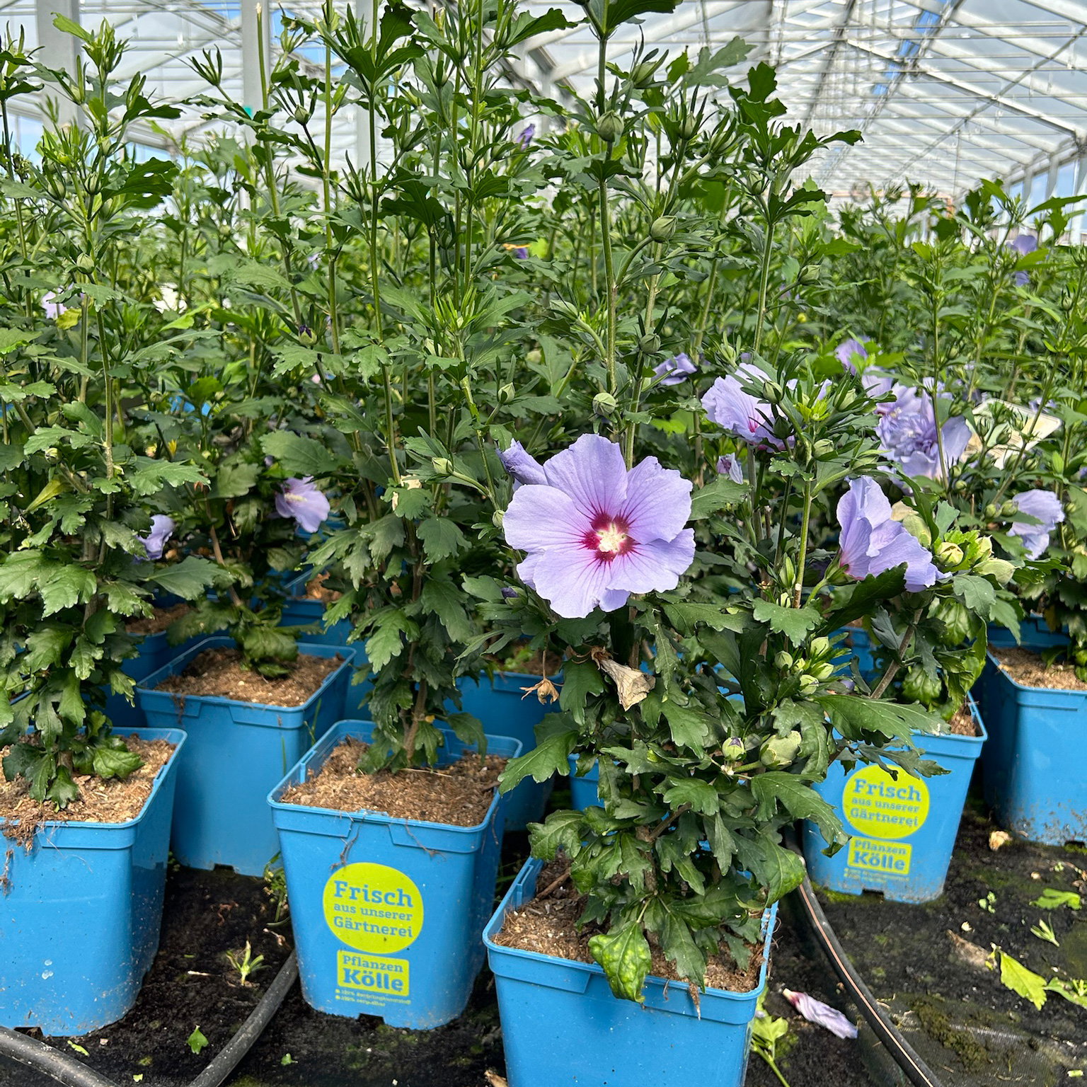 Garten-Hibiskus 'Marina', violettblau, 40 - 60cm hoch, Topf 5 l