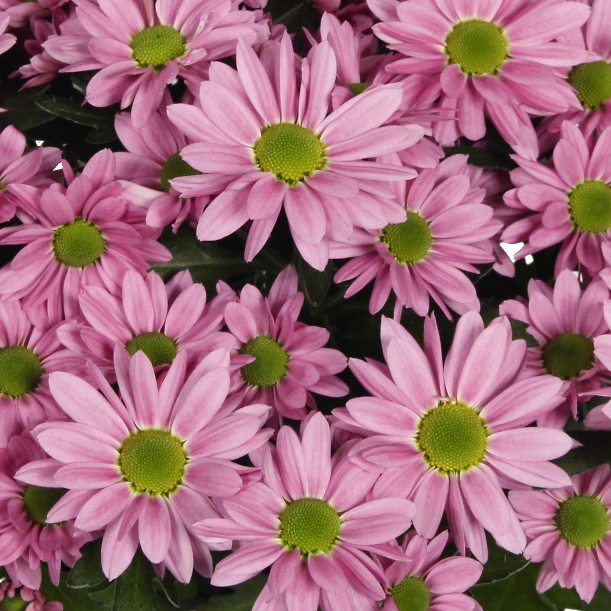 Chrysanthemen 'Swifty', rosa, Topf-Ø 10,5 cm, 6 Pflanzen