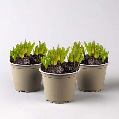 Hyazinthe, blau, vorgetrieben, mehrblütig, Topf-Ø 14 cm, 3 Pflanzen