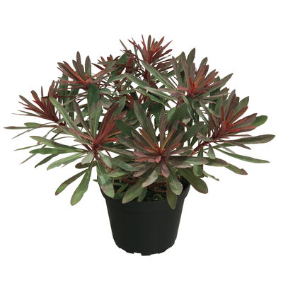Bio Wolfsmilch 'Miner's Merlot', grün-dunkelviolett, Topf-Ø 12 cm, 3 Pflanzen Bio Wolfsmilch 'Miner's Merlot', grün-dunkelviolett, Topf-Ø 12 cm, 3 Pflanzen