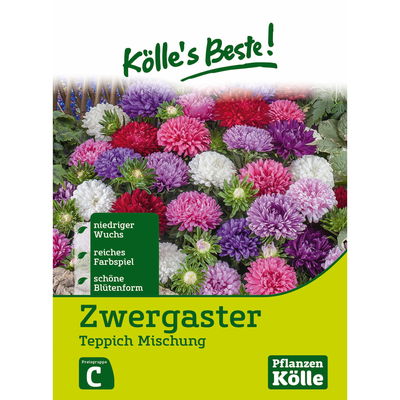 Kölles Beste Blumensamen Sommeraster (Callistephus) Teppich (Zwerg-) Mischung