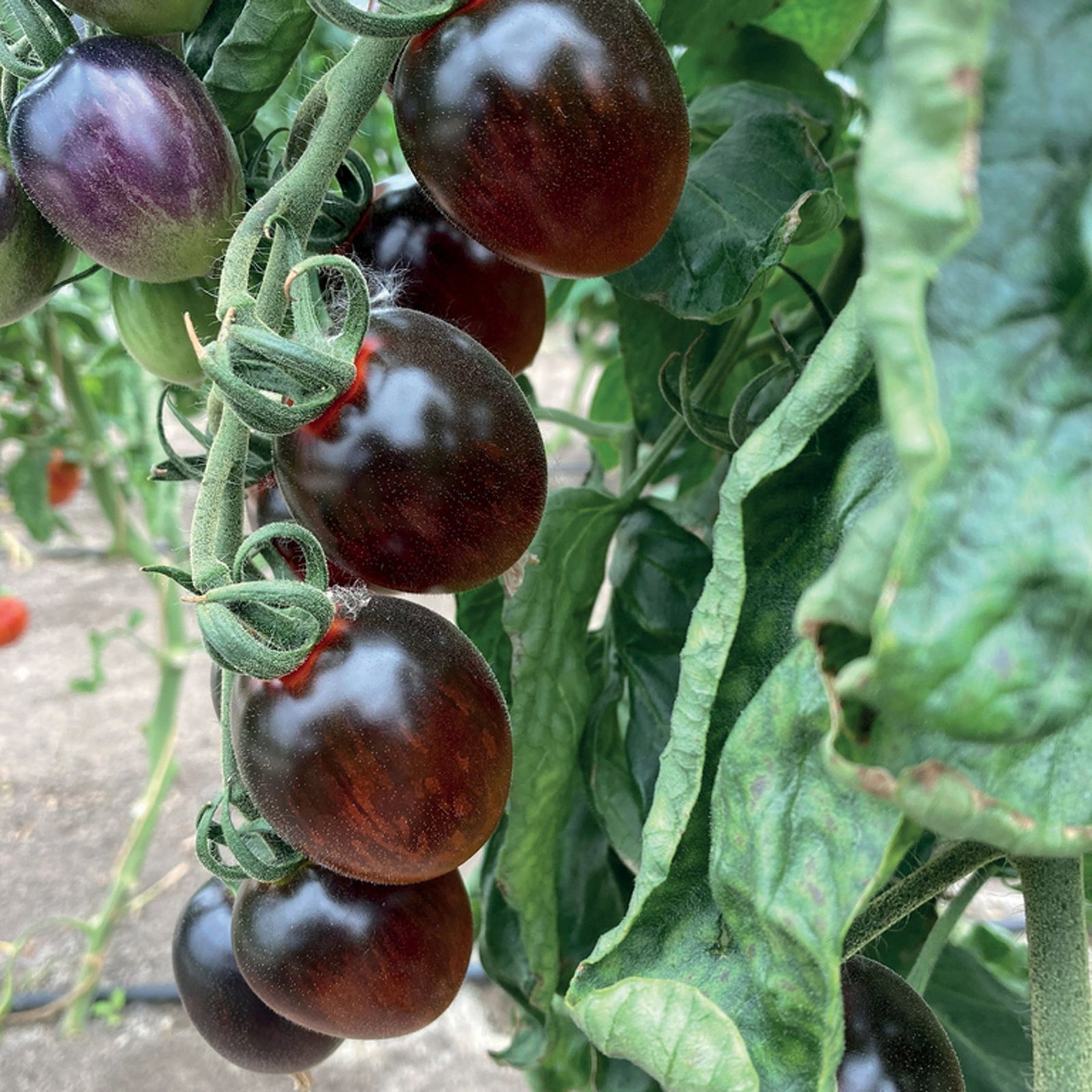 Bio Cocktailtomate 'Black Moon', Topf-Ø 12 cm, 3 Pflanzen