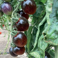 Bio Cocktailtomate 'Black Moon', Topf-Ø 12 cm, 3 Pflanzen