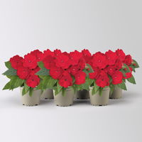 Edellieschen, dunkelrot, Topf-Ø 12 cm, 6 Pflanzen