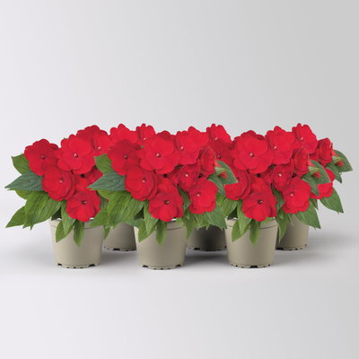 Edellieschen, dunkelrot, Topf-Ø 12 cm, 6 Pflanzen Edellieschen, dunkelrot, Topf-Ø 12 cm, 6 Pflanzen