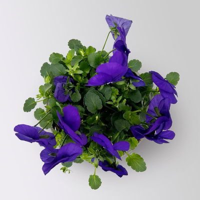 Hornveilchen, Farben zufällig, Topf-Ø 12 cm, 6 Pflanzen