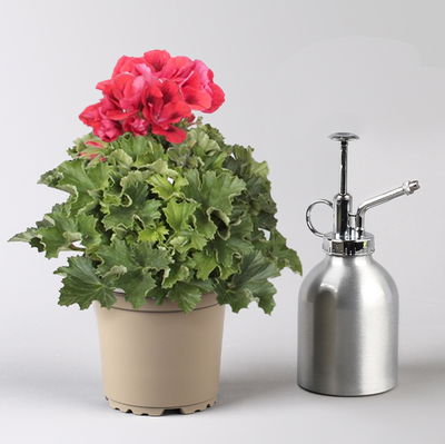 Edelgeranie Bella Donna® 'Don Vito®', rot, Topf-Ø 12 cm, 6 Pflanzen Edelgeranie Bella Donna® 'Don Vito®', rot, Topf-Ø 12 cm, 6 Pflanzen