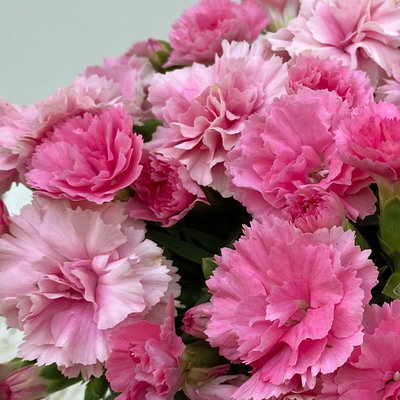 Stauden-Nelke 'I Love U', pink-rosa-weiß, Topf-Ø 14 cm, 4 Pflanzen