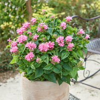 Indianernessel 'Melua Rose' violettrosa, Topf 3 Liter Indianernessel 'Melua Rose' violettrosa, Topf 3 Liter