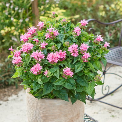 Indianernessel 'Melua Rose' violettrosa, Topf 3 Liter Indianernessel 'Melua Rose' violettrosa, Topf 3 Liter