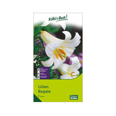 Trompetenlilie Regale, weiß, 2 Blumenknollen Trompetenlilie Regale, weiß, 2 Blumenknollen