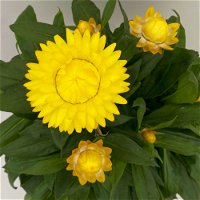 Strohblume 'Granvia Gold' gelb, Topf-Ø 23 cm