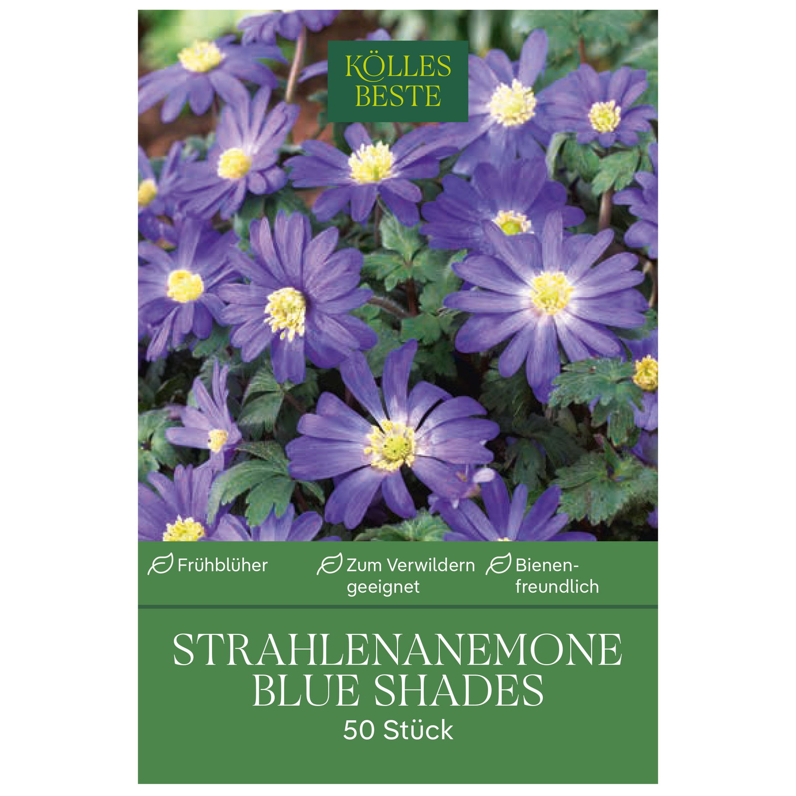 Kölles Beste Strahlenanemone Blue Shades, 50 Blumenzwiebeln Kölles Beste Strahlenanemone Blue Shades, 50 Blumenzwiebeln