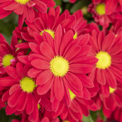 Chrysanthemen 'Swifty', rot, Topf-Ø 10,5 cm, 6 Pflanzen Chrysanthemen 'Swifty', rot, Topf-Ø 10,5 cm, 6 Pflanzen