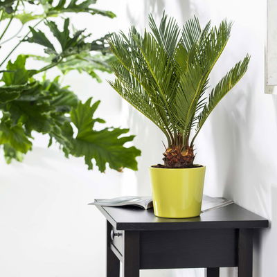 Palmfarn, Topf-Ø 24 cm, Höhe ca. 70-90 cm