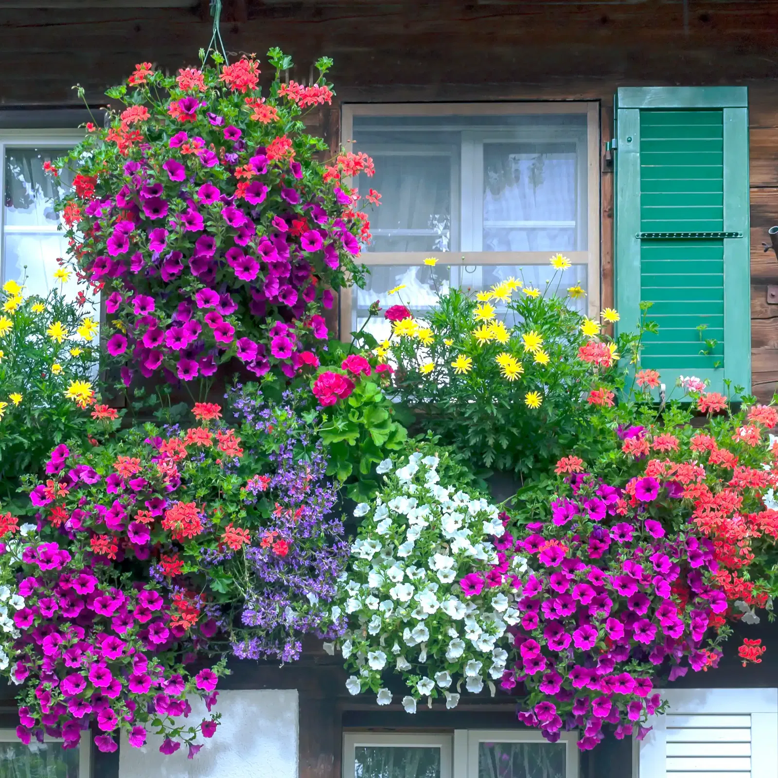 Balkonblumen