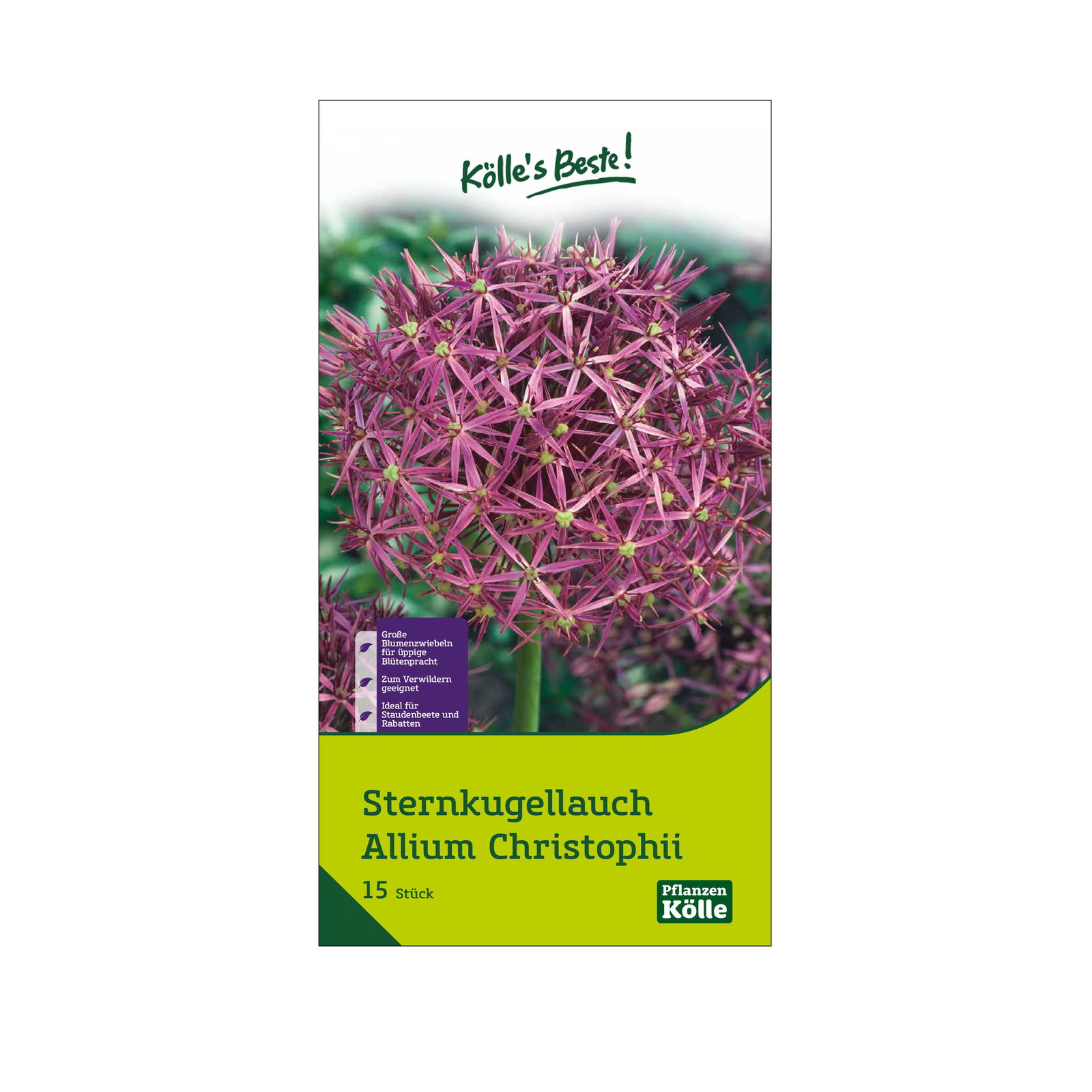 Sternkugellauch Allium Christophii , lila/purpur, 15 Blumenzwiebeln