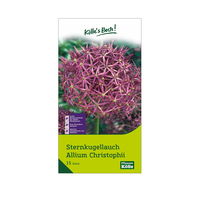Sternkugellauch Allium Christophii , lila/purpur, 15 Blumenzwiebeln