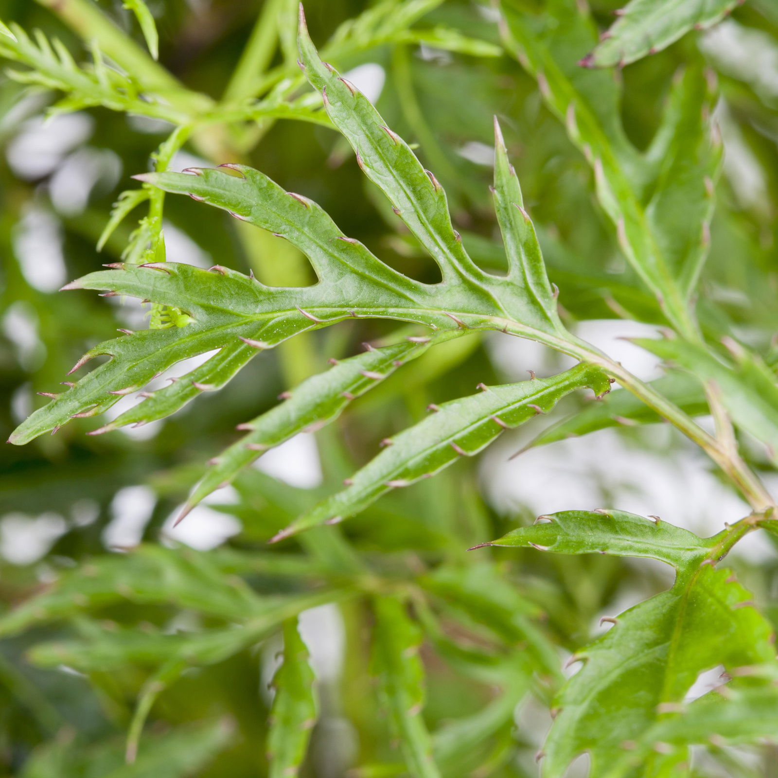 Polyscias fruticosa 'Hawaiian Ming', Topf-Ø 12 cm, Höhe ca. 60 cm, 2 Pflanzen