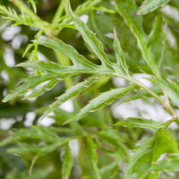 Polyscias fruticosa 'Hawaiian Ming', Topf-Ø 12 cm, Höhe ca. 60 cm, 2 Pflanzen