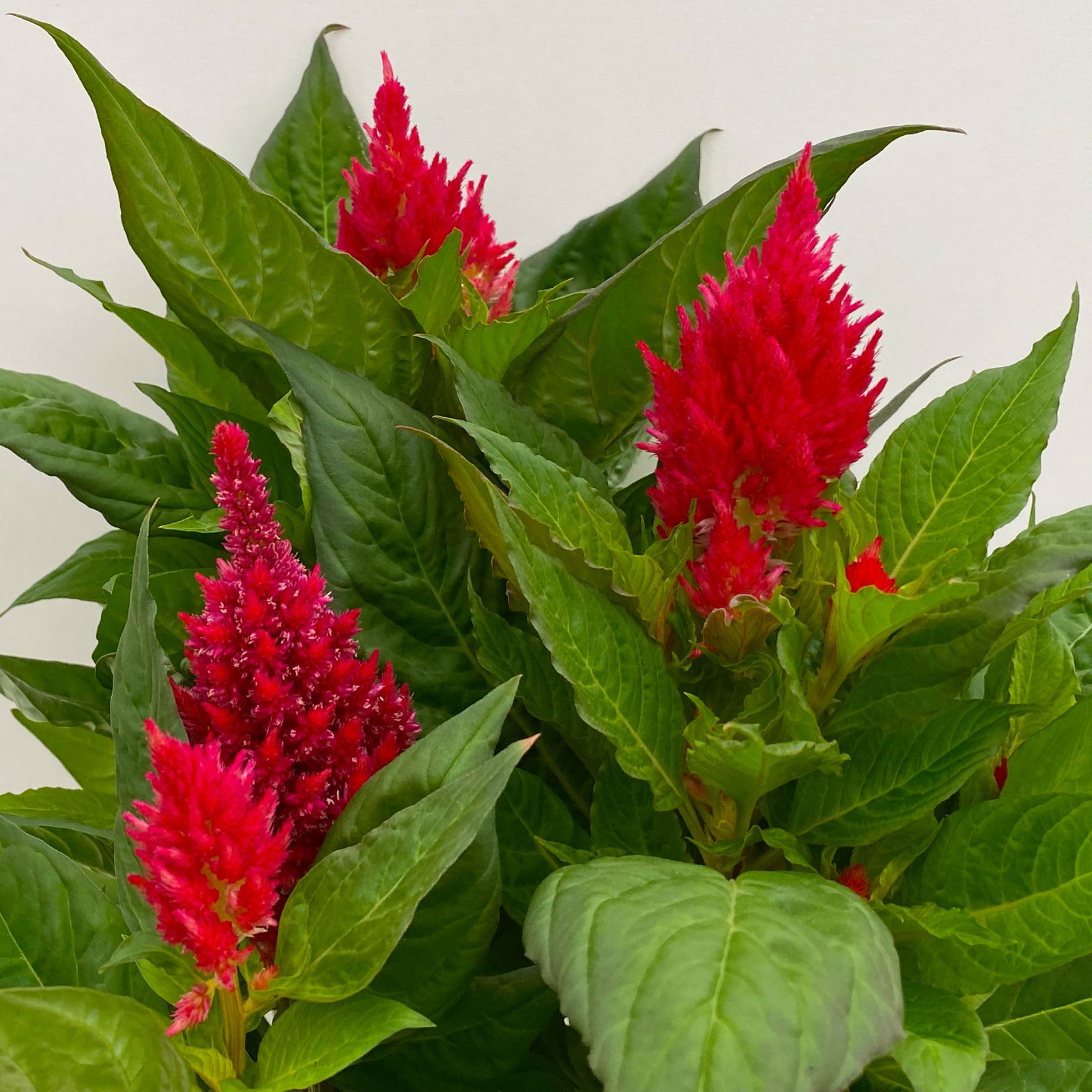 Celosia 'Kelos Fire Scarlet' rot, Topf-Ø 17 cm, 2er-Set