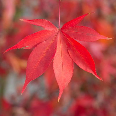 Japanischer Fächerahorn 'Osakazuki', Höhe 40 - 60 cm, Topf-Ø 19 cm Japanischer Fächerahorn 'Osakazuki', Höhe 40 - 60 cm, Topf-Ø 19 cm