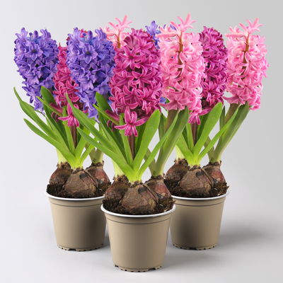 Hyazinthe 'Trio', lila, rosa & blau, vorgetrieben, Topf-Ø 12 cm, 3 Pflanzen Hyazinthe 'Trio', lila, rosa & blau, vorgetrieben, Topf-Ø 12 cm, 3 Pflanzen