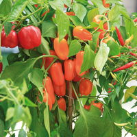 Snack-Paprika 'Midinor Red', 'Snackor Yellow', 'Snackor Orange' inkl. Greenbar®
