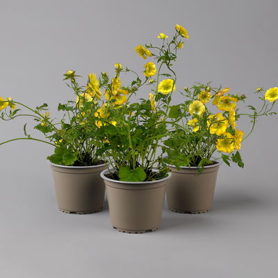 Bio Nelkenwurz 'Nonna', gelborange halbgefüllt, Topf-Ø 12 cm, 3 Pflanzen Bio Nelkenwurz 'Nonna', gelborange halbgefüllt, Topf-Ø 12 cm, 3 Pflanzen