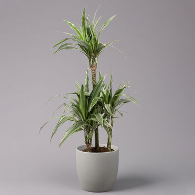 Duftender Drachenbaum 'Warneckii', Topf-Ø 21 cm, Höhe ca. 115 cm