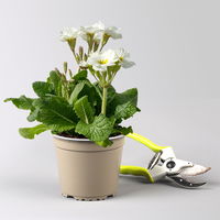 Hohe Schlüsselblume 'Inara® White', weiß, Topf-Ø 13 cm, 6 Pflanzen Hohe Schlüsselblume 'Inara® White', weiß, Topf-Ø 13 cm, 6 Pflanzen