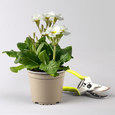 Hohe Schlüsselblume 'Inara® White', weiß, Topf-Ø 13 cm, 6 Pflanzen Hohe Schlüsselblume 'Inara® White', weiß, Topf-Ø 13 cm, 6 Pflanzen