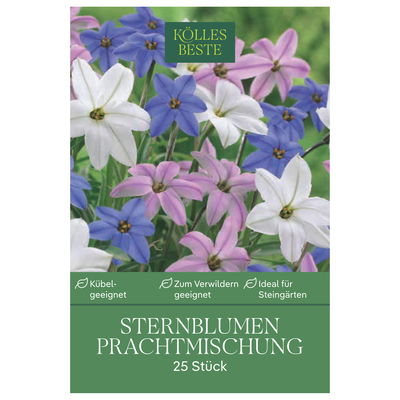 Frühlingsstern Mischung, bunt, 25 Blumenzwiebeln