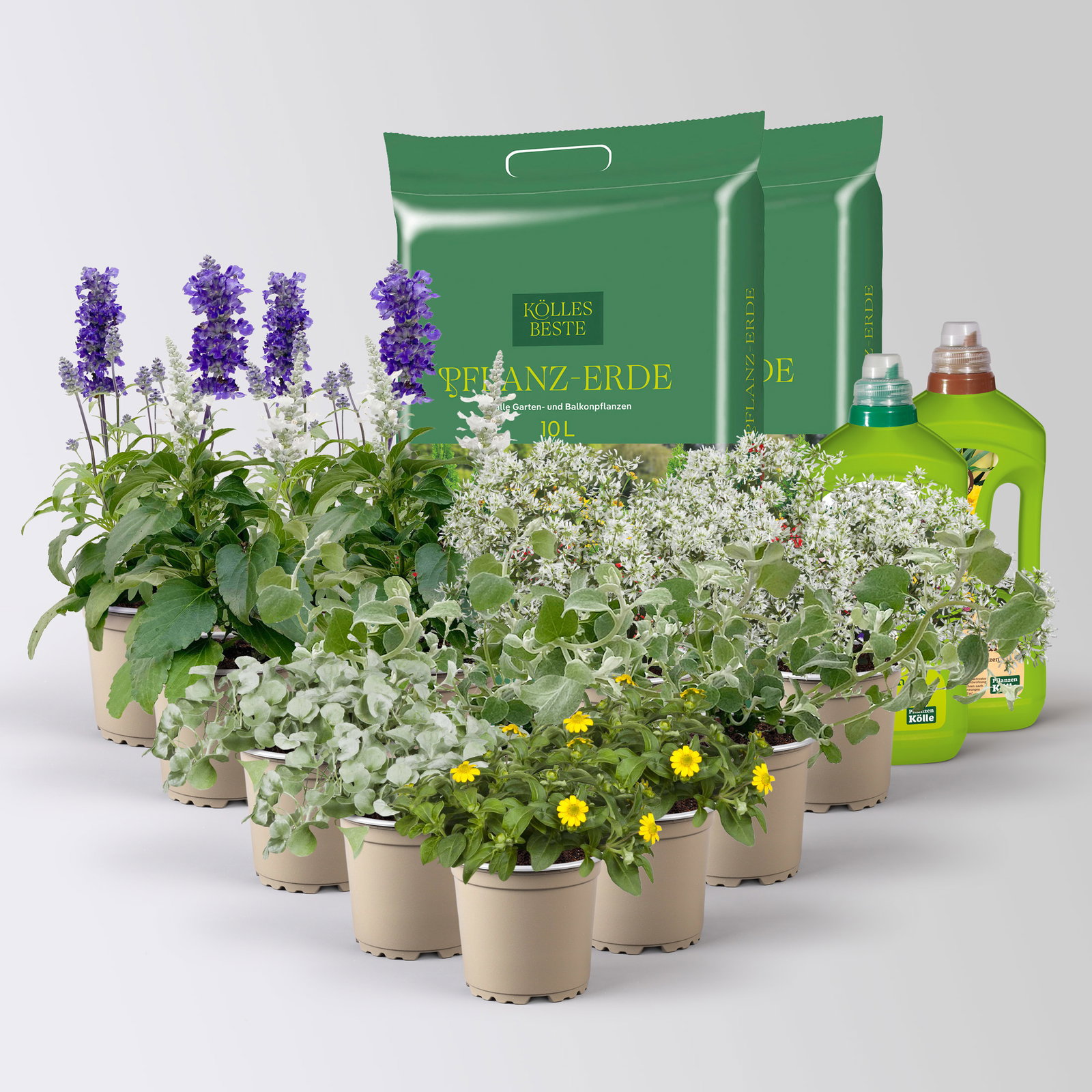 Pflanzenkreation 'Pflegeleicht', 12 Pflanzen inkl. Erde und Dünger