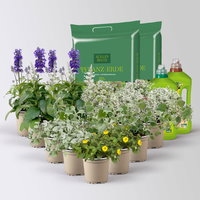 Pflanzenkreation 'Pflegeleicht', 12 Pflanzen inkl. Erde und Dünger