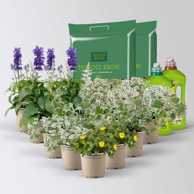 Pflanzenkreation 'Pflegeleicht', 12 Pflanzen inkl. Erde und Dünger