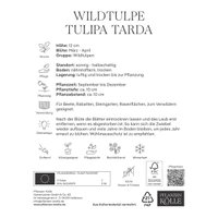 Wildtulpen Dasystemon Tarda weiß mit gelbem Auge, 40 Blumenzwiebeln Wildtulpen Dasystemon Tarda weiß mit gelbem Auge, 40 Blumenzwiebeln