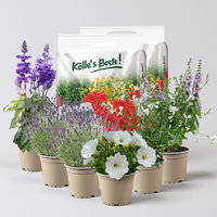 Pflanzenkreation Lavendeltraum, groß, 6 Pflanzen inkl. Erde
