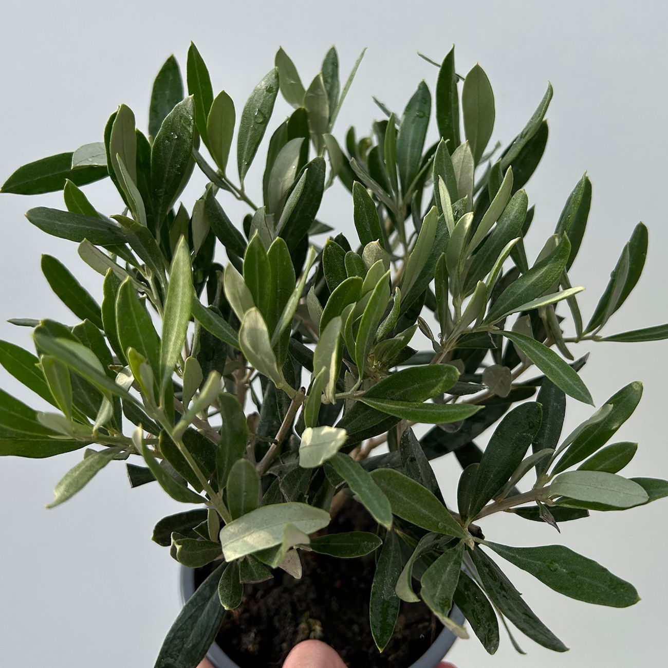 Olivenbaum, buschartig, Topf-Ø 12 cm, Höhe ca. 30 cm, 3 Pflanzen