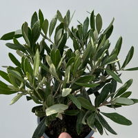 Olivenbaum, buschartig, Topf-Ø 12 cm, Höhe ca. 30 cm, 3 Pflanzen