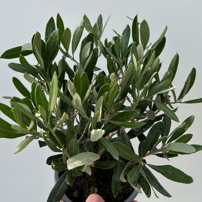 Olivenbaum, buschartig, Topf-Ø 12 cm, Höhe ca. 30 cm, 3 Pflanzen