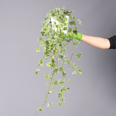 Weißbunter Efeu, Topf-Ø 12/13 cm, 3 Pflanzen Weißbunter Efeu, Topf-Ø 12/13 cm, 3 Pflanzen