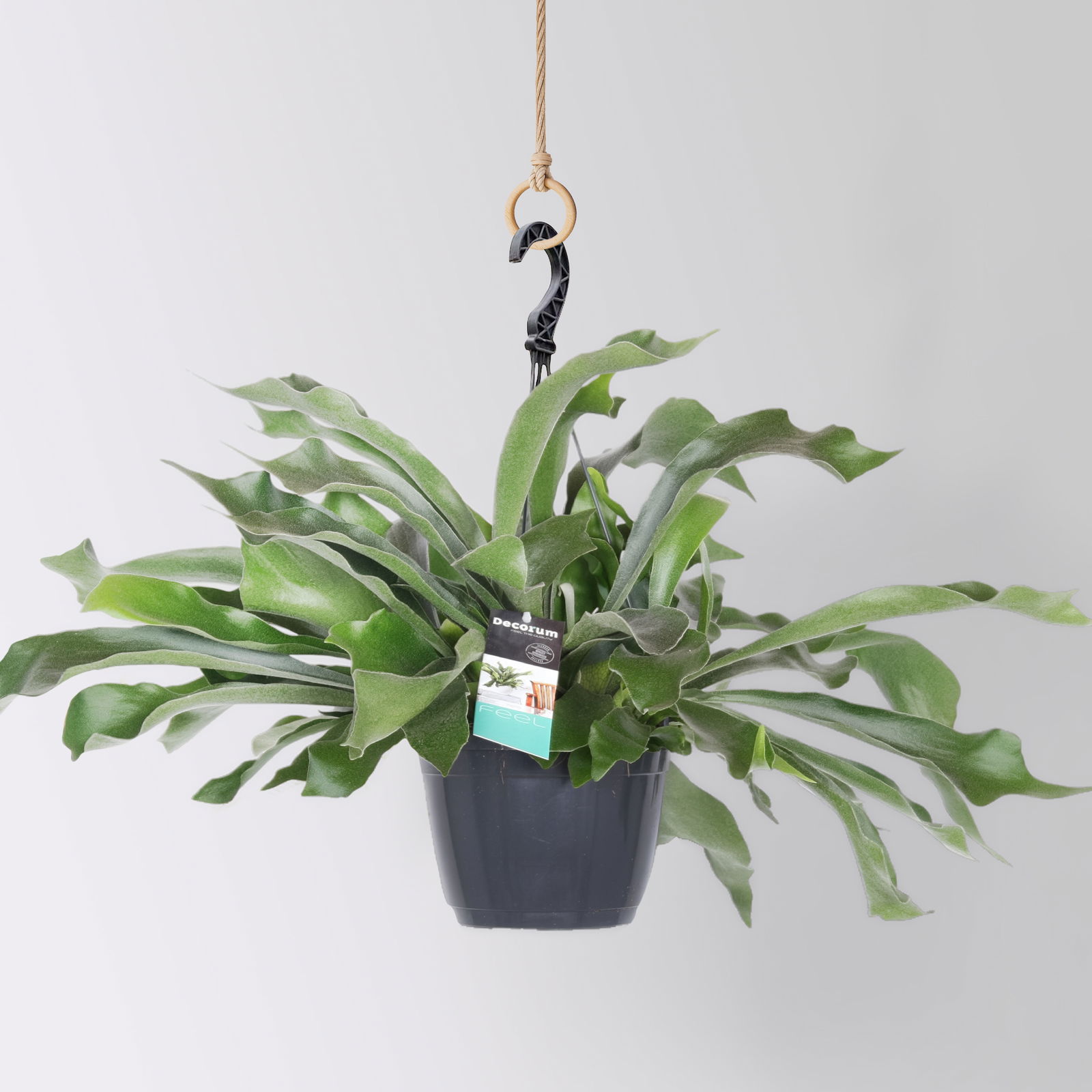 Grünpflanzen-Set Farn-Duo, Hängeampel-Ø 17/18 cm, 2 Pflanzen