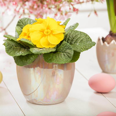 Primel gelb, Topf-Ø 10,5 cm, 8 Pflanzen Primel gelb, Topf-Ø 10,5 cm, 8 Pflanzen